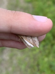 Petrophora subaequaria