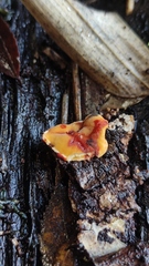 Stereum greslebiniae