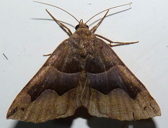 Gondysia