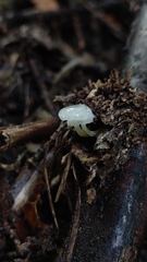 Mycena subulifera