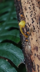 Mycena chusqueophila