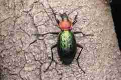 Carabus lafossei
