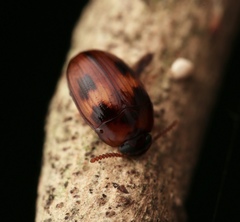 Platydema reibnitzi