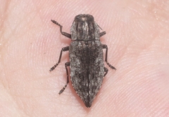 Dicerca punctulata