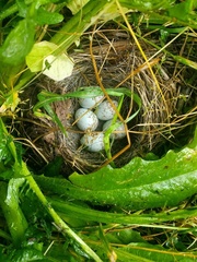 Junco hyemalis montanus