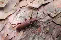 Cephalallus unicolor