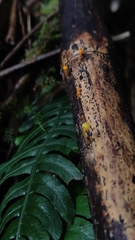Mycena chusqueophila