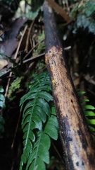 Mycena chusqueophila