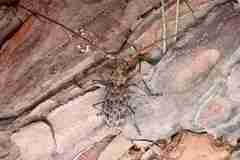 Monochamus alternatus