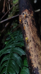 Mycena chusqueophila