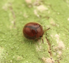 Anamorphidae