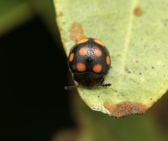 Beccariola octomaculata