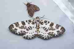 Percnia