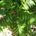Jagera pseudorhus - Photo (c) Steve Fitzgerald,  זכויות יוצרים חלקיות (CC BY-SA), הועלה על ידי Steve Fitzgerald