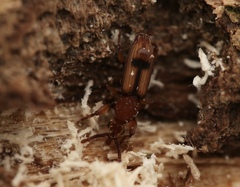 Higonius