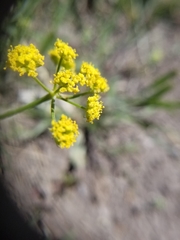 Lomatium simplex