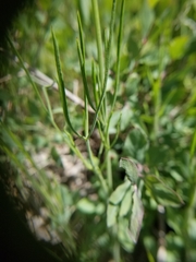 Lomatium simplex