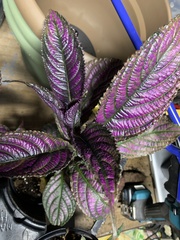 Strobilanthes auriculata