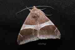 Bastilla praetermissa