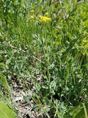 Lomatium simplex