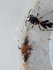 Traumatomutilla bifurca