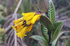 Palicourea smithiana
