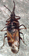Anthocoris