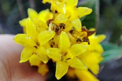 Palicourea smithiana