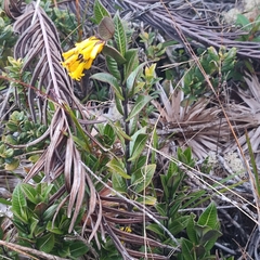 Palicourea smithiana
