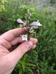 Penstemon gracilis