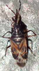 Anthocoris
