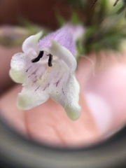 Penstemon gracilis