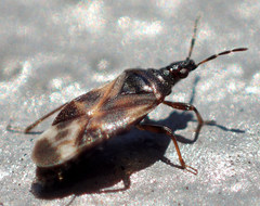 Anthocoris