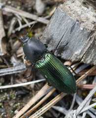 Selatosomus semimetallicus