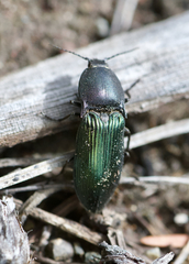 Selatosomus semimetallicus