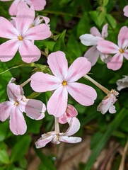 Phlox adsurgens