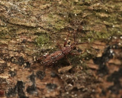 Higonius