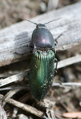 Selatosomus semimetallicus