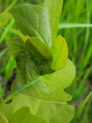 Andricus foliaformis