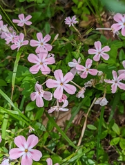 Phlox adsurgens
