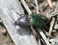 Selatosomus semimetallicus