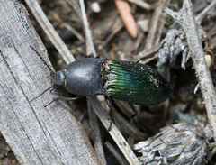 Selatosomus semimetallicus