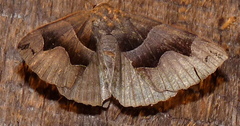 Gondysia