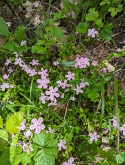 Phlox adsurgens