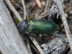 Selatosomus semimetallicus
