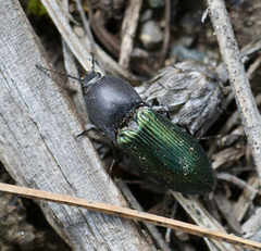 Selatosomus semimetallicus