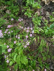 Phlox adsurgens