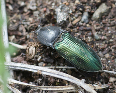 Selatosomus semimetallicus