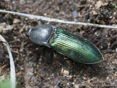 Selatosomus semimetallicus
