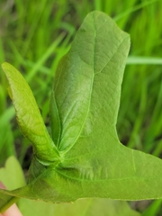 Andricus foliaformis